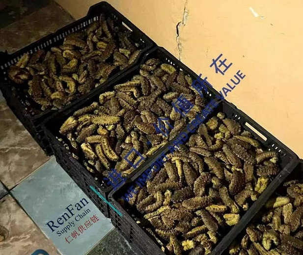 How to Clear Frozen Sea Cucumbers at Guangzhou Ports?